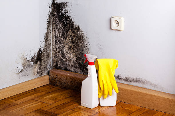 Best Attic Mold Removal  in Bonner West Riverside, MT